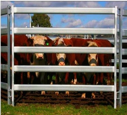 GALVANIZED CATTLE PANELS OVAL RAILS